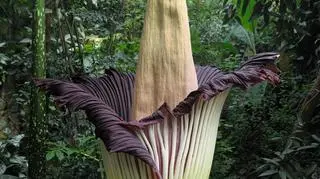 dziwidło olbrzymie w ogrodzie botanicznym