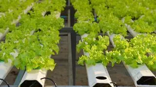 Sałata z uprawy hydroponicznej