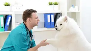 Pies u weterynarza