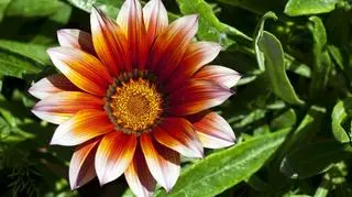 Gazania czerwony kwiat z żółtym środkiem