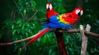 Papuga Ara – co należy wiedzieć przed zakupem tego pierzastego pupila?