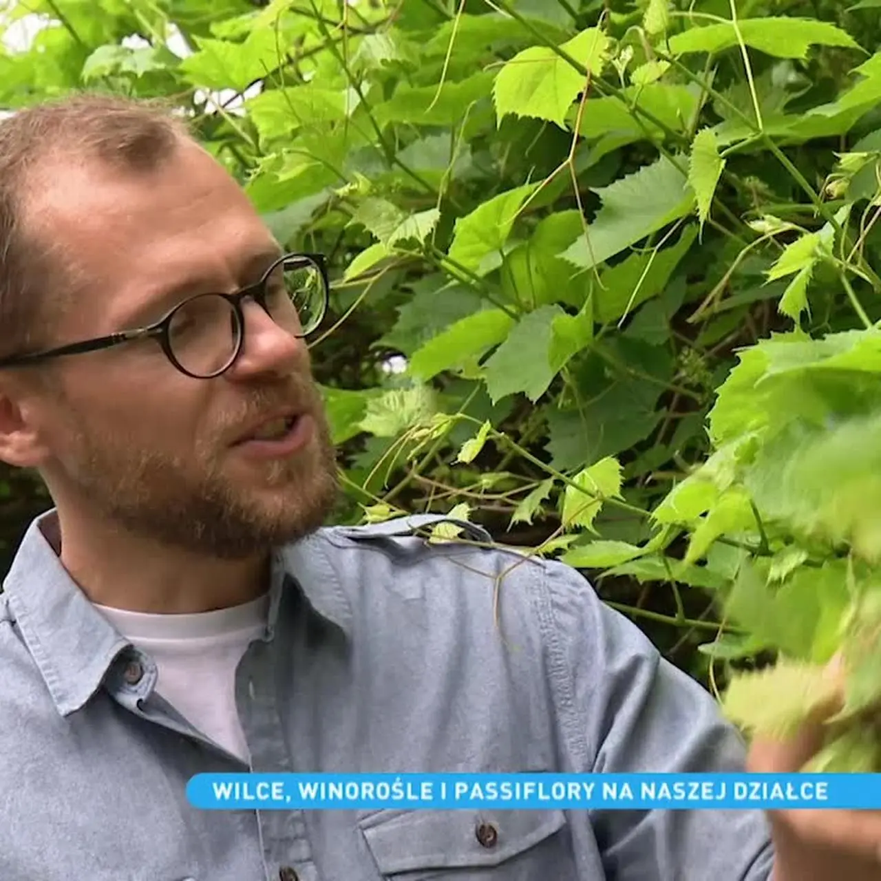 Pnącza - rośliny, które łączą niebo i ziemię. Jakie gatunki pnączy sprawdzą  się na naszych działkach? - Dzień Dobry TVN