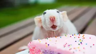 szczęśliwy szczureczek