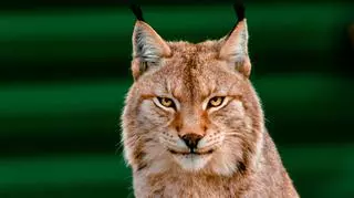 Międzynarodowy Dzień Rysia - największego kota polskich lasów. Dlaczego jest ich tak mało?