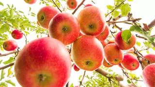 Znane odmiany jabłek – kwaśne czy słodkie, zimowe czy jesienne. Które najlepiej pasują do deserów, a które do dań wytrawnych?