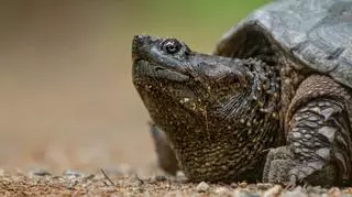 Żółw jaszczurowaty – hodowla, wygląd, cechy szczególne, agresja
