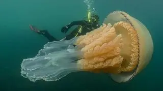 Wielka Brytania. Meduza wielkości człowieka sfotografowana u wybrzeży Anglii