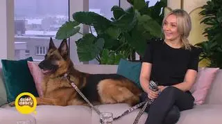 Pies z kotem pod jednym dachem. Jak przyzwyczaić kota lub psa do obecności innego zwierzęcia?