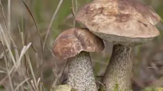 Grzyb koźlak. Co zrobić z koźlaków? 