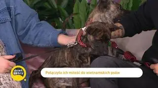 Jedyna taka hodowla w Europie. Poznajcie niezwykłe psiaki rasy Phú Quốc Ridgeback