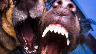 Agresywne psy