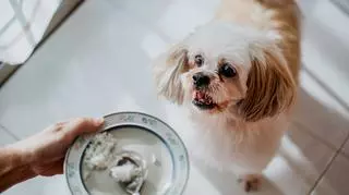 Nowe metody karmienia psów - jak podawać ryż? Od jakiego wieku można karmić psa ryżem?