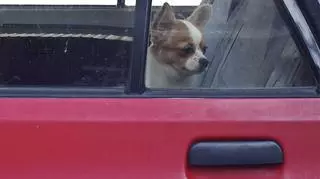 Pies zamknięty w samochodzie