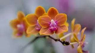 Zgniłe korzenie, uschnięte liście i przelanie, czyli jak uratować storczyka?