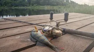 Złowiony okoń i wędka