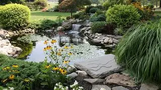 Rośliny wokół oczka wodnego w ogrodzie