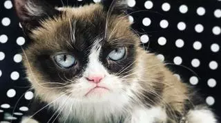 Grumpy Cat nie żyje. Kot był znanym bohaterem wielu memów internetowych