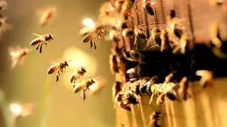 Bartnictwo dawniej i dziś – jak zostać bartnikiem?