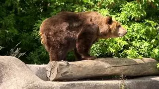 Nie żyje Tatra. Niedźwiedzica była jednym z najstarszych zwierząt w warszawskim zoo