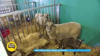 Owce honorowymi dawcami krwi. Zobacz, jak zwierzaki pomagają ludziom