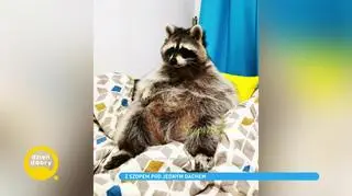 Jak wygląda życie z szopem praczem?