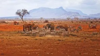 Kenia – kiedy tam jechać, co warto ze sobą zabrać i co zobaczyć na miejscu?