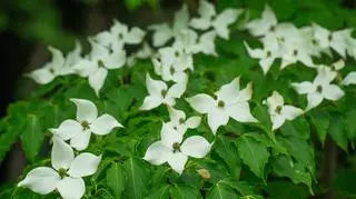 Dereń kanadyjski biały kwiat