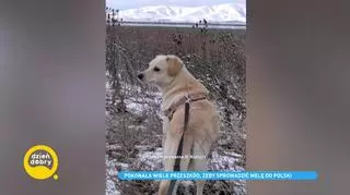Stewardesa zaadoptowała psa z Kosowa. Poznajcie wzruszającą historię Meli