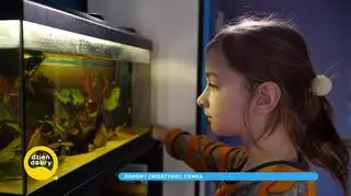 10-letni Ziemowit hoduje w domu zwierzęta z różnych kontynentów. "Jak dorosnę, będę ratował zagrożone populacje"