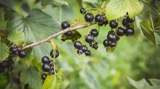 Krzak czarnej porzeczki, owoce i liście