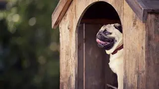 Zadowolony pies w budzie