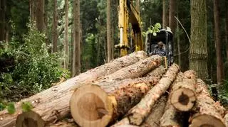 Jak zostać leśniczym: wymagania, możliwości zawodowe