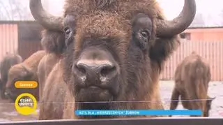 Bartek Jędrzejak odwiedził azyl dla "niegrzecznych żubrów". Do zagrody trafiają wyłącznie kawalerzy