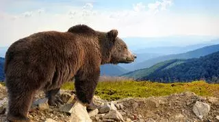 Armenia. Polski turysta zginął zaatakowany przez niedźwiedzia