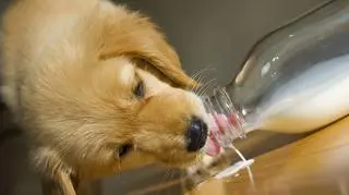 Szczeniak pije mleko