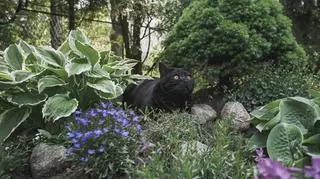 czarny kot w skalniaku