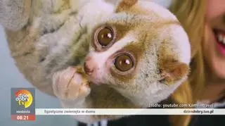 Egzotyczne zwierzęta jako domowe pupile?