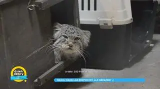 Manul wrócił do zoo w Poznaniu. Jak czuje się dziki kot?