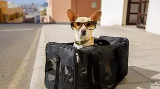 paszport dla psa
