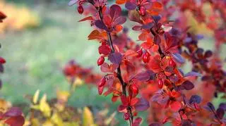 Berberys - roślina: liście, owoce. Gałązka berberysu na tle ogrodu.