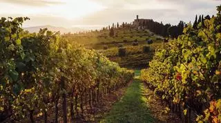 Winnica w Toskanii