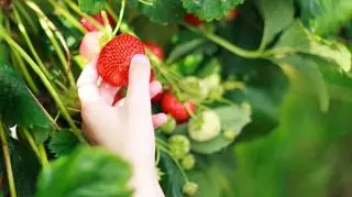 Osoba, która zrywa truskawki 