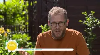 "W ciągu jednego sezonu mszyce mogą wytworzyć aż dziesięć pokoleń". Jak pozbyć się szkodników? 