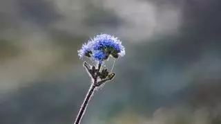 Niebieski kwiat żeniszka meksykańskiego