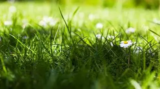 Zielony trawnik i stokrotki