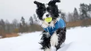 pies z piłką na śniegu 