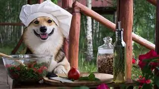 Czym karmić szczeniaka