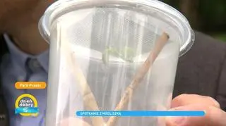 Spotkanie z modliszką. Który gatunek jest pod ochroną, a który możemy hodować w domu?