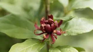 Bordowy kwiat kielichowca wonnego