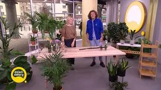 Najpiękniejsze kwietniki na balkon